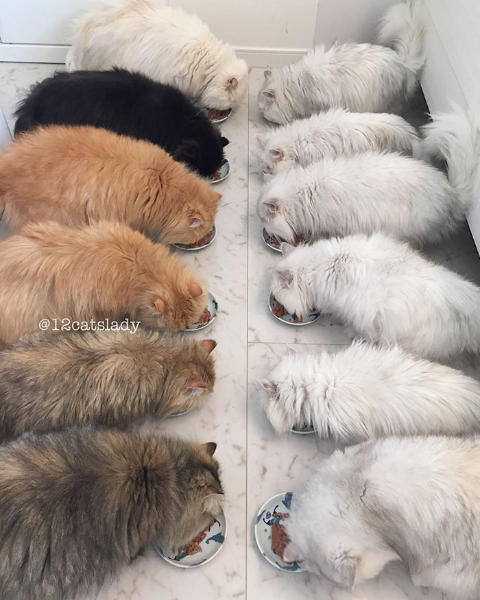12-cats-lady-1