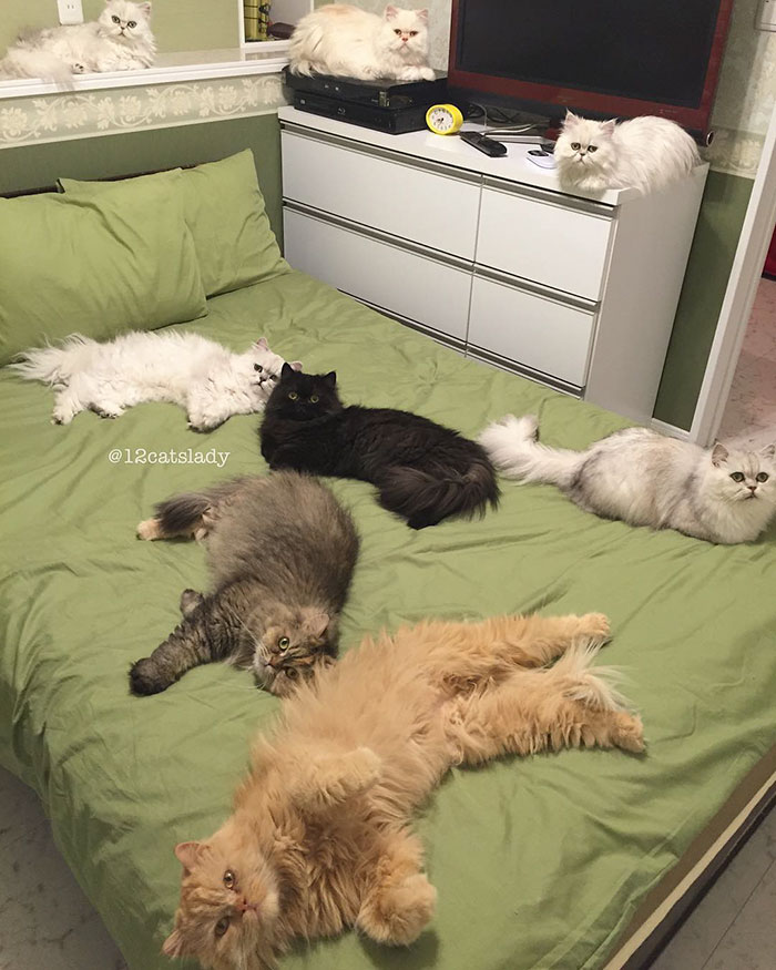 12-cats-lady-2