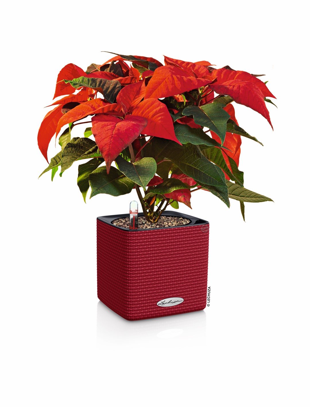 LE_X_Mas_DLT__DSC4389