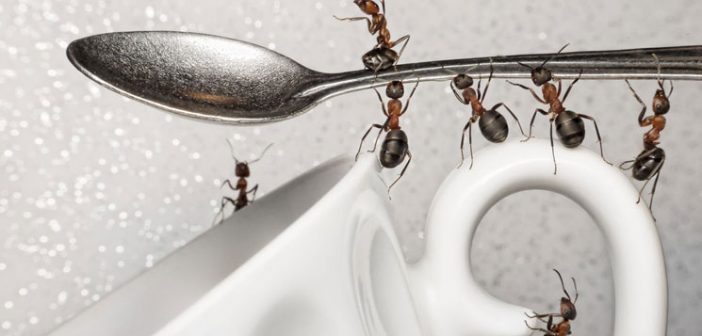 Μυρμήγκια: 4 φυσικοί τρόποι για να απαλλαγείς!