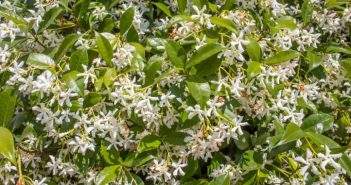 DIY Αρωματικό χώρου Jasmine: Εμπλουτίζοντας το σπίτι σας με ένα άρωμα καλοκαιριού!