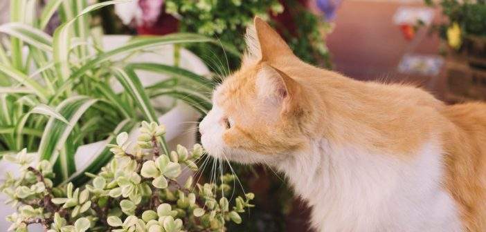 10 tips για να κρατήσεις τη γάτα σου μακριά από τα φυτά σου!