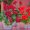 2024_Geraniums_3050_DIY_Vintage_Lace_Planter_06