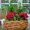 2024_Poinsettia_04000_Cosy_Cottage_Charm_22