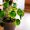 Pilea Peperomioides, known as the Pilea or Chinese money plant. Green houseplant in the pot on wooden floor