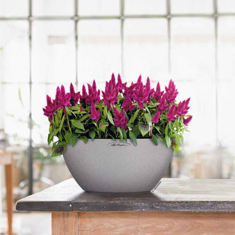 a_cubeto_40_stg_celosia_venezuela