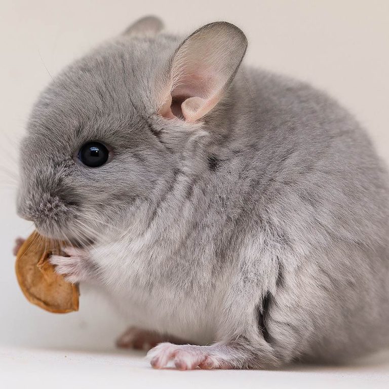 Chinchilla (2)