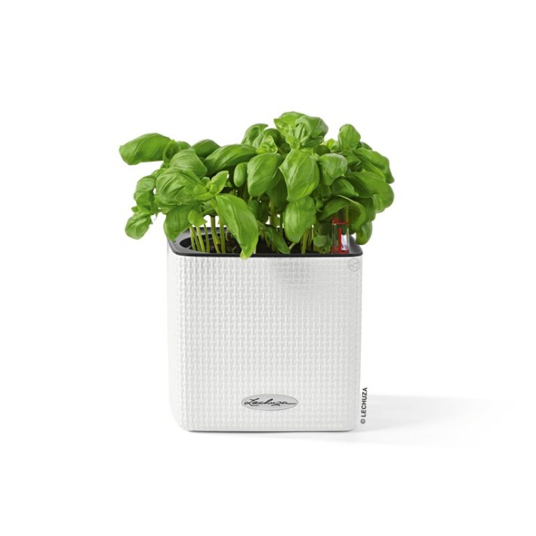 FP_TRD_SQP14_w_Basilikum