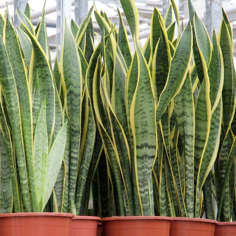 Sansevieria_trifasciata_Laurentii_pm_4