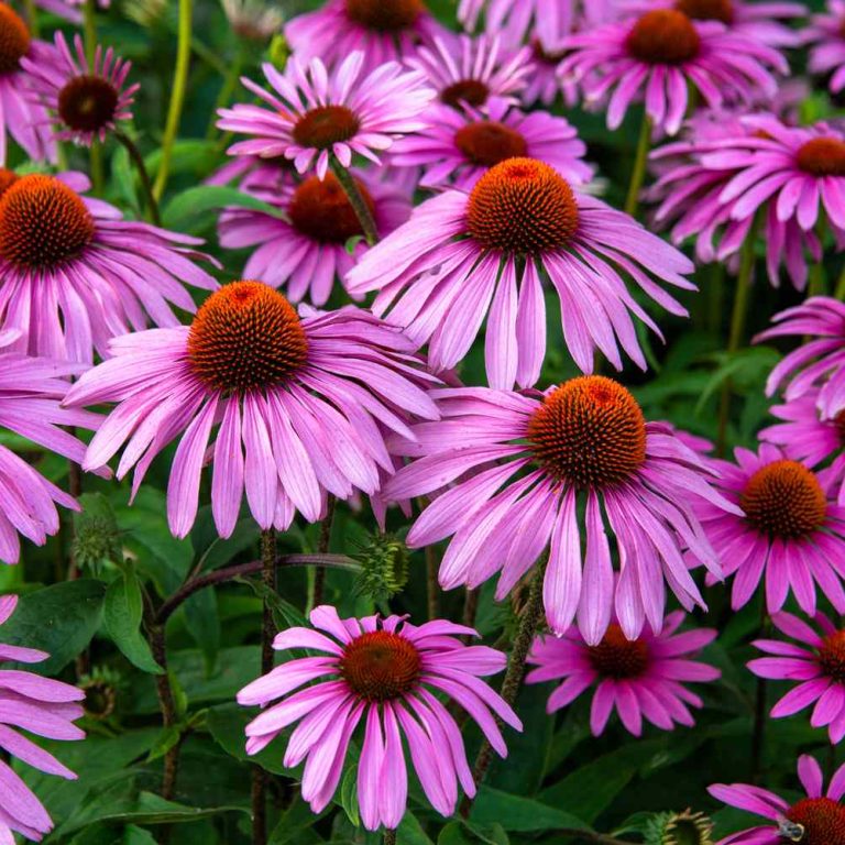 VWH-GettyImages-1333424994-2fe4941bcfbb487dbb2266f5923eafce