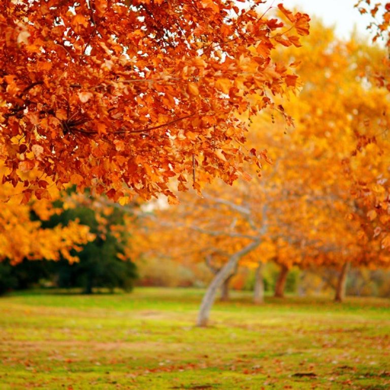 autumn