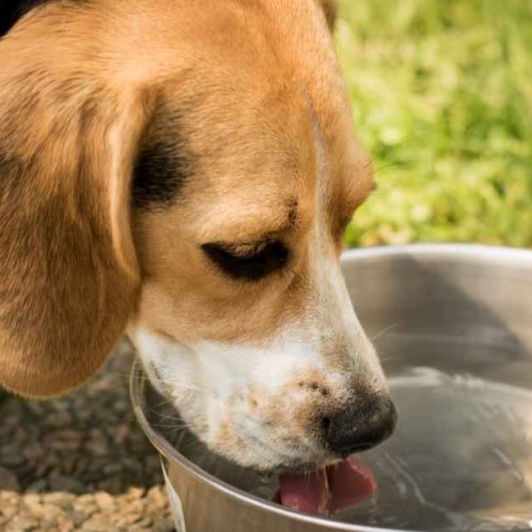 beagle-drinking