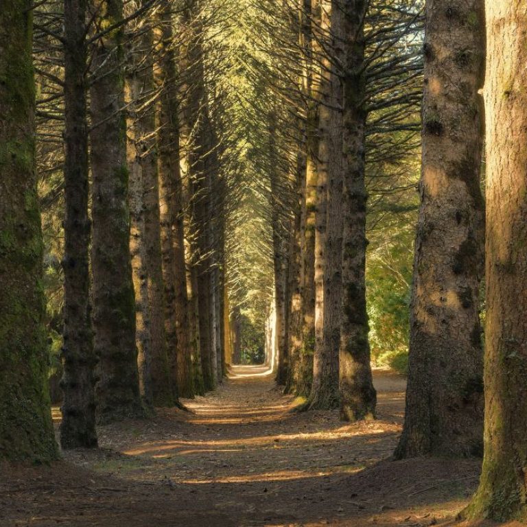 beautiful-shot-pathway-middle-forest-with-big-tall-trees-daytime