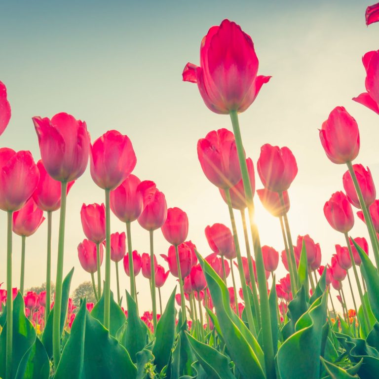beauty-tulips-beautiful-bouquet-field
