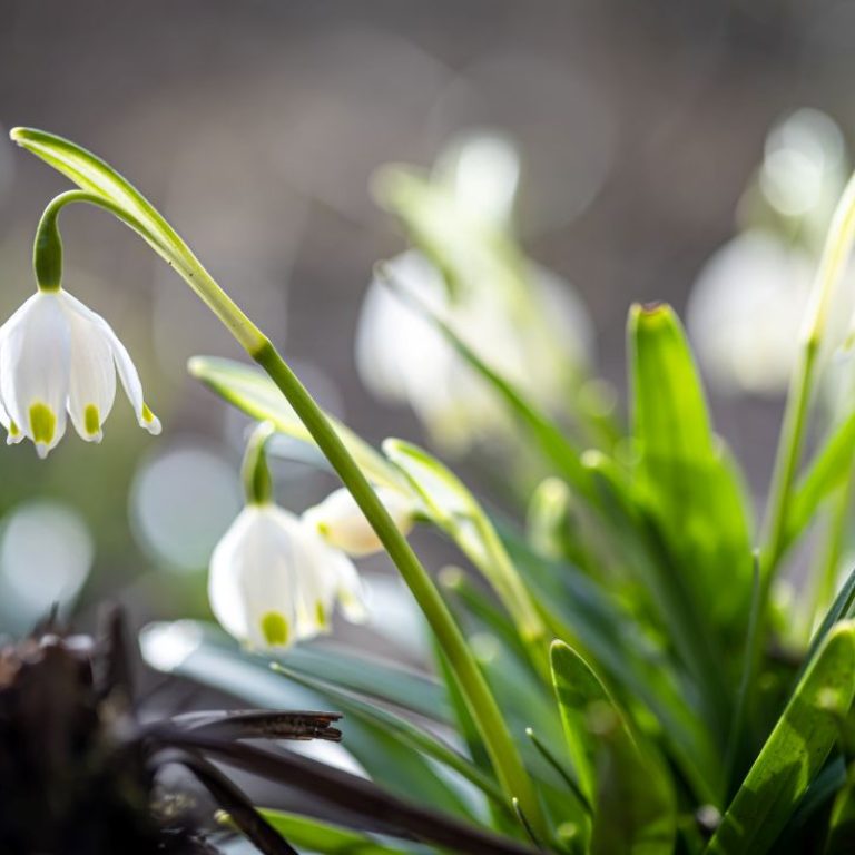 close-up-snowdrops-ground-macro-photography