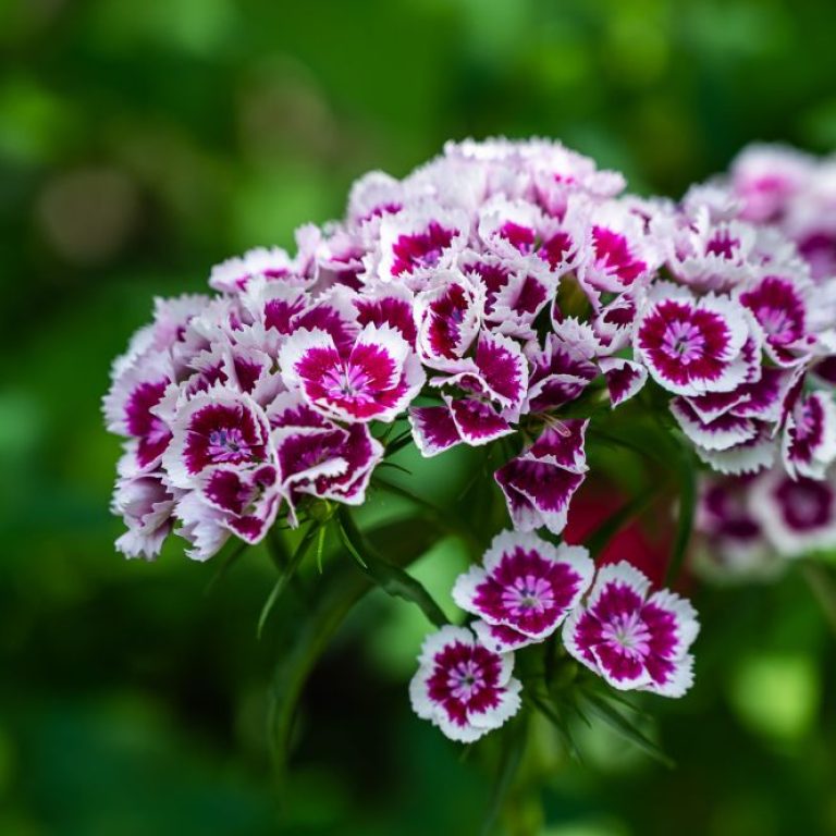 closeup-sweet-williams-surrounded-by-greenery-field-sunlight-daytime
