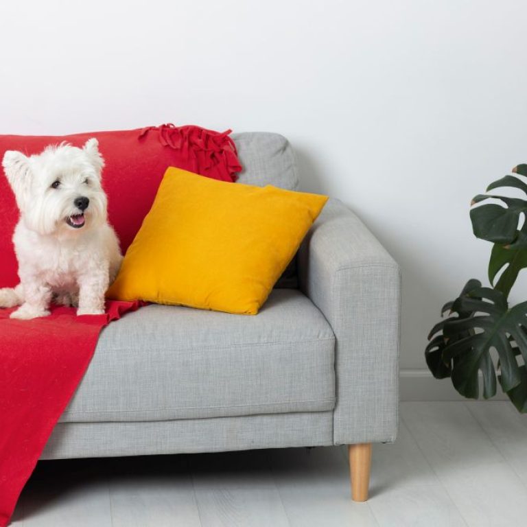 cute-little-dog-couch
