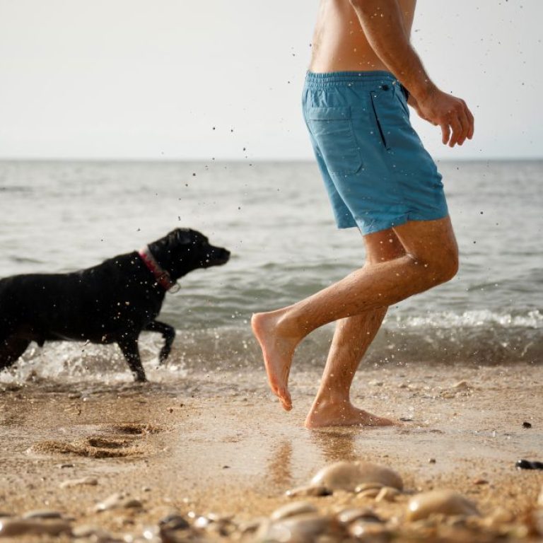 dog-having-fun-beach