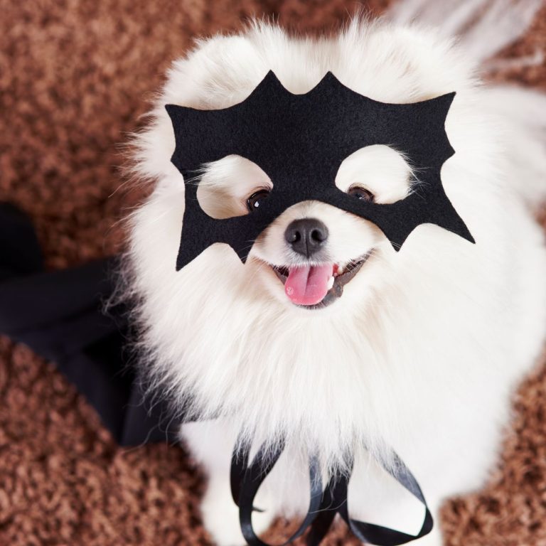 happy-dog-superhero-costume