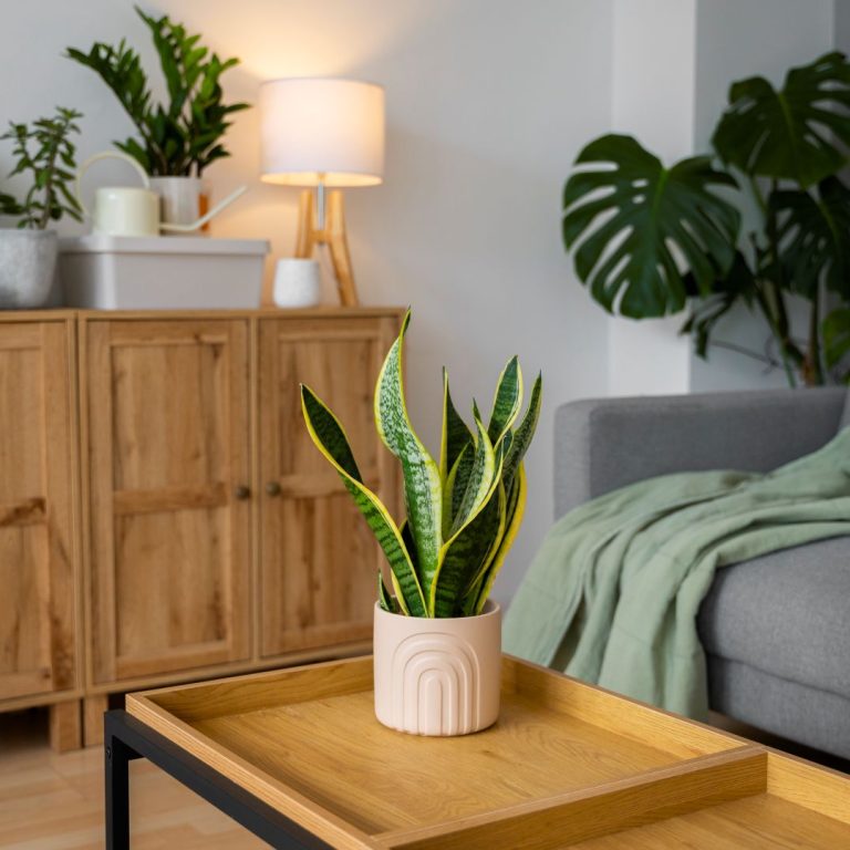 indoor-plants-studio