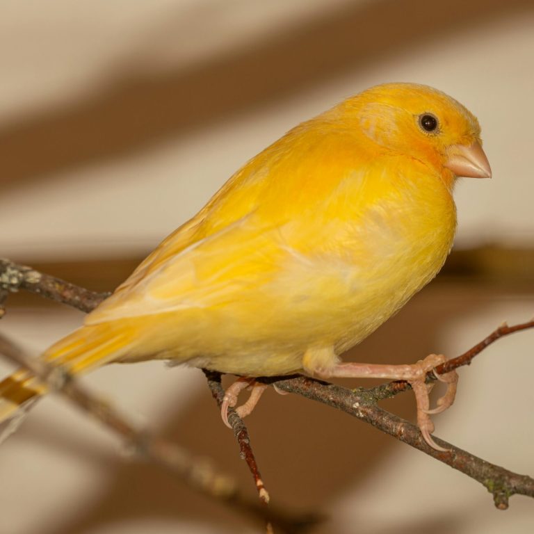 pexels-ganajp-7431095