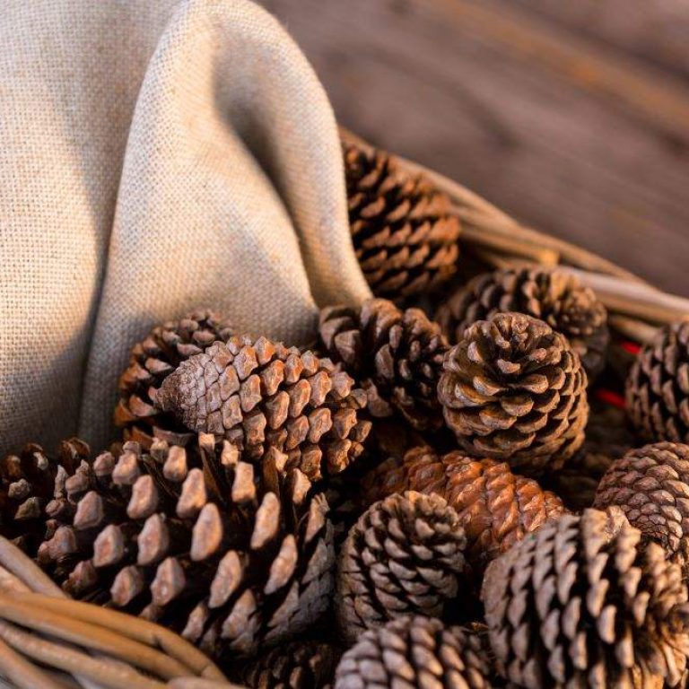 pine-cones-wicker-basket