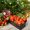 red-delicious-ripe-strawberry-special-black-box