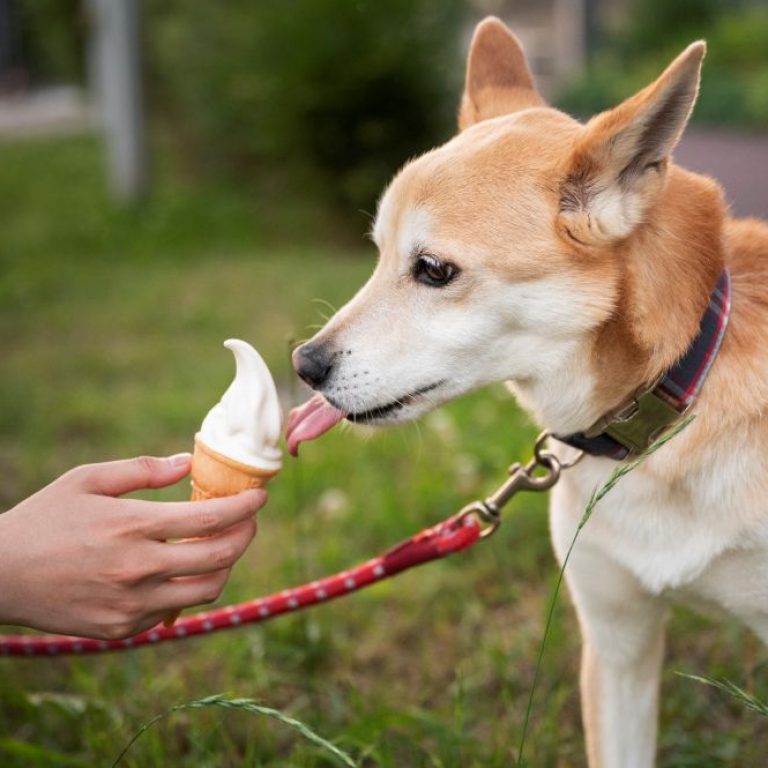 shiba-inu-dog-taking-walk